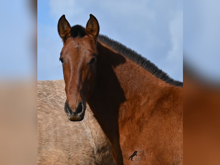 PRE Mix Stallion 1 year 16 hh Brown in Menorca