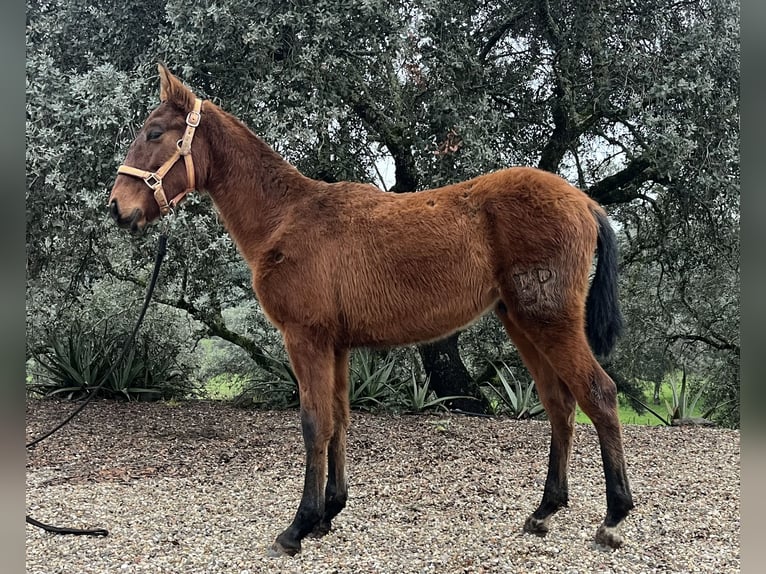 PRE Mix Stallion 1 year 16 hh Brown in Córdoba