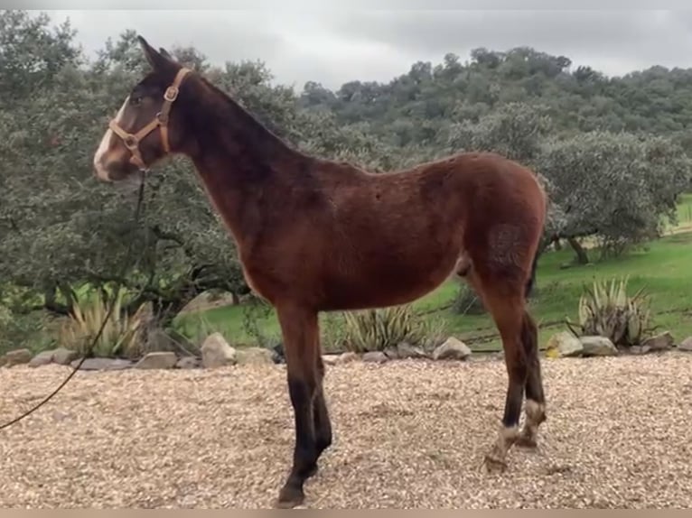 PRE Mix Stallion 1 year 16 hh Brown in Córdoba