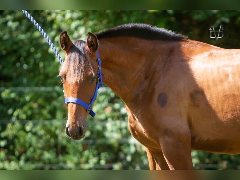 PRE Mix Stallion 1 year 16 hh Brown in La Vespière-Friardel