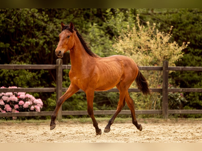 PRE Mix Stallion 1 year 16 hh Brown in Hümmel