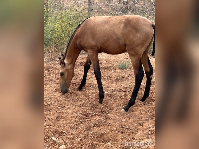 PRE Stallion 1 year 16 hh Buckskin in Valencia