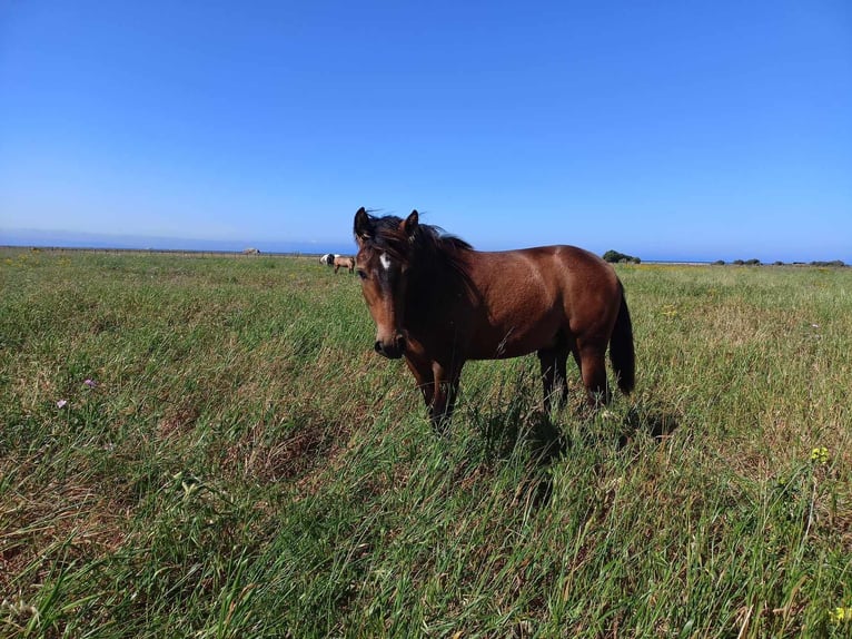 PRE Stallion 1 year 16 hh Buckskin in Pedro Valiente