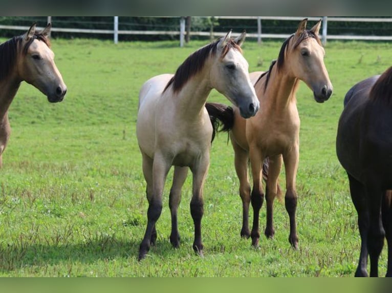 PRE Mix Stallion 1 year 16 hh Can be white in Bibertal