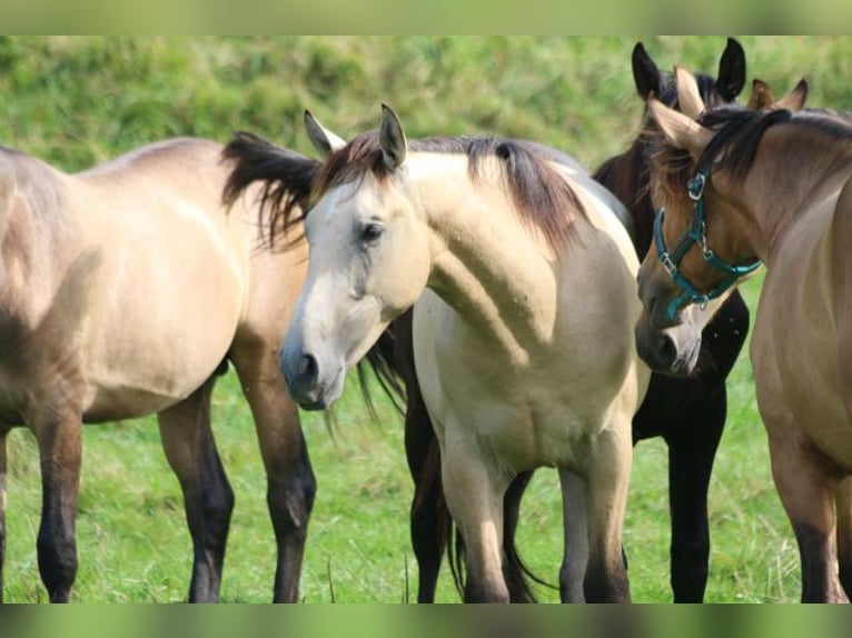 PRE Mix Stallion 1 year 16 hh Can be white in Bibertal