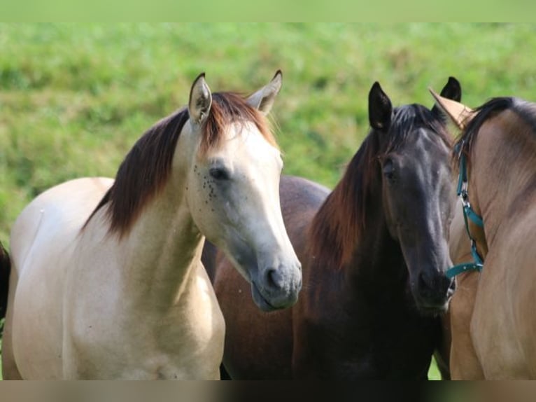 PRE Mix Stallion 1 year 16 hh Can be white in Bibertal