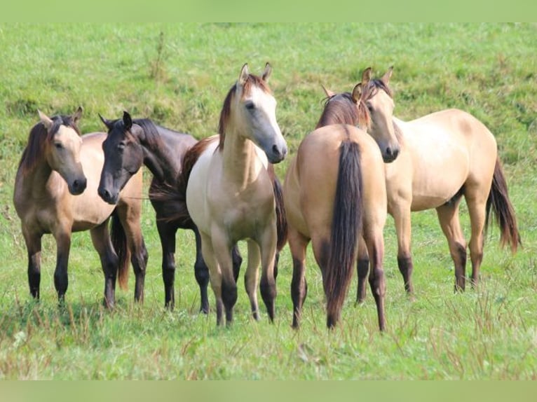 PRE Mix Stallion 1 year 16 hh Can be white in Bibertal