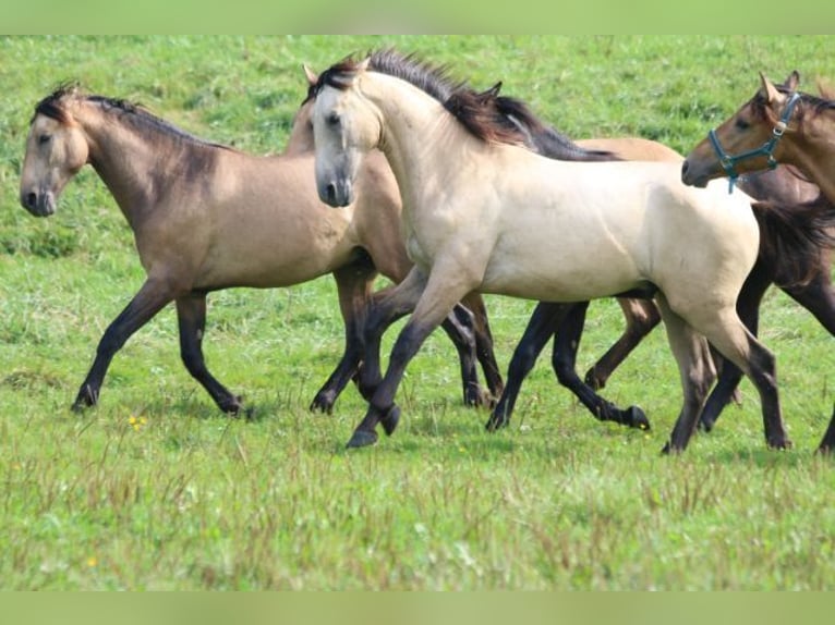 PRE Mix Stallion 1 year 16 hh Can be white in Bibertal