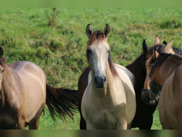 PRE Mix Stallion 1 year 16 hh Can be white in Bibertal