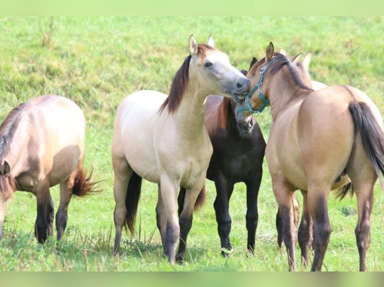 PRE Mix Stallion 1 year 16 hh Can be white in Bibertal