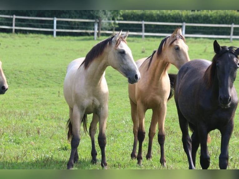 PRE Mix Stallion 1 year 16 hh Can be white in Bibertal