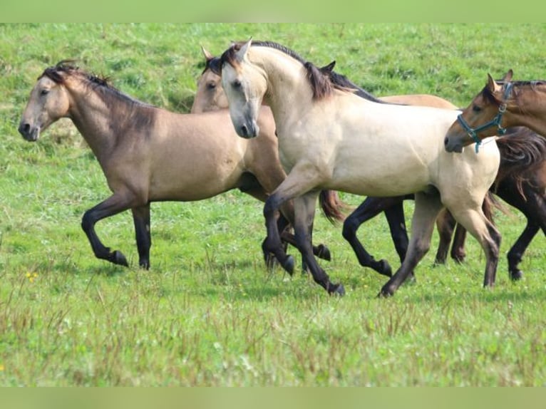 PRE Mix Stallion 1 year 16 hh Can be white in Bibertal