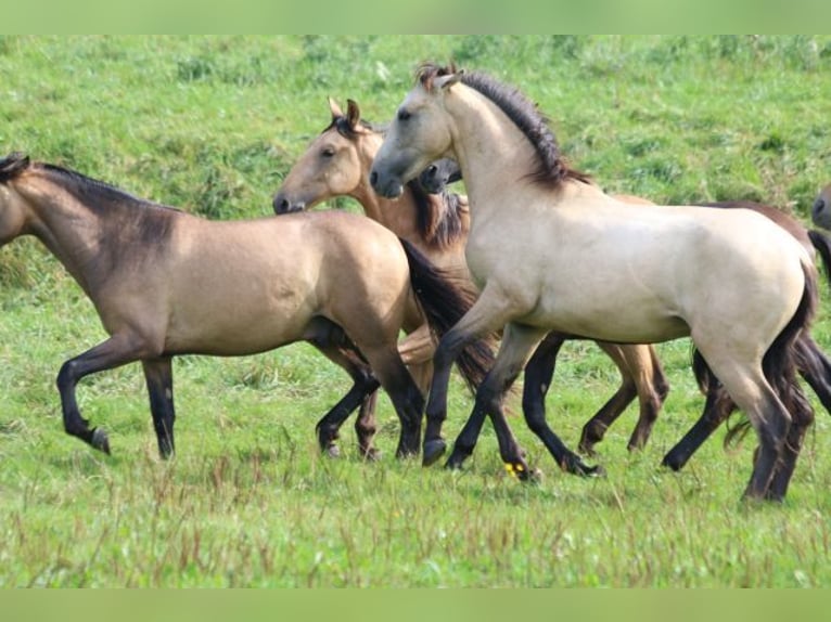 PRE Mix Stallion 1 year 16 hh Can be white in Bibertal