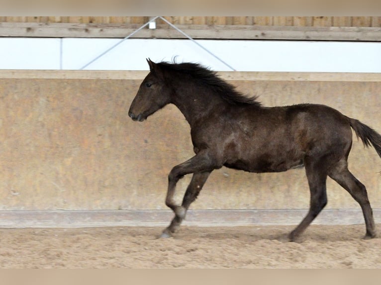 PRE Stallion 1 year 16 hh Chestnut-Red in Waldhölzbach
