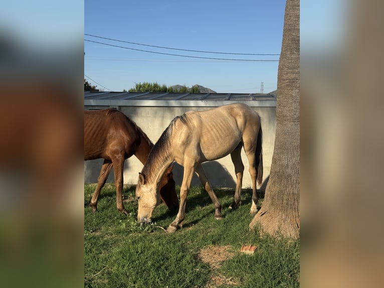 PRE Mix Stallion 1 year 16 hh Dun in Xativa