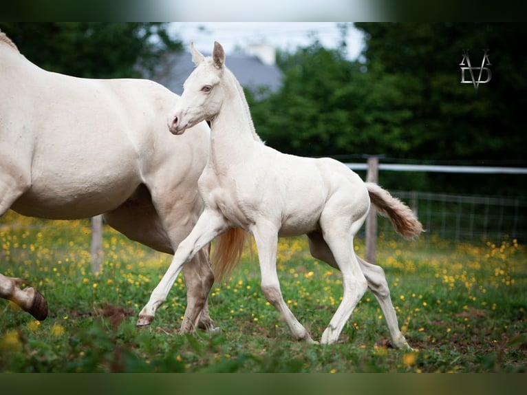 PRE Stallion 1 year 16 hh Dun in La Vespière-Friardel