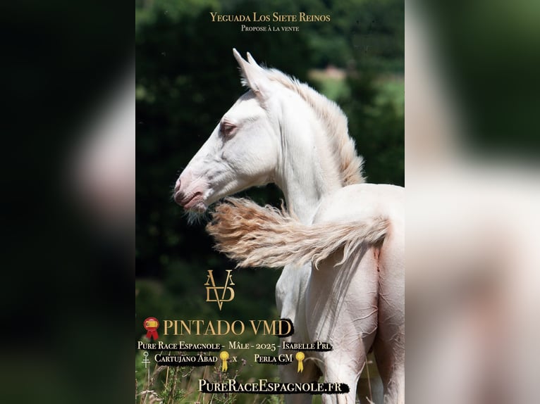 PRE Stallion 1 year 16 hh Dun in La Vespière-Friardel