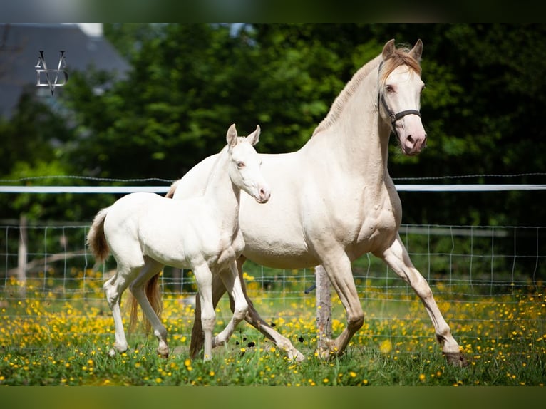 PRE Stallion 1 year 16 hh Dun in La Vespière-Friardel