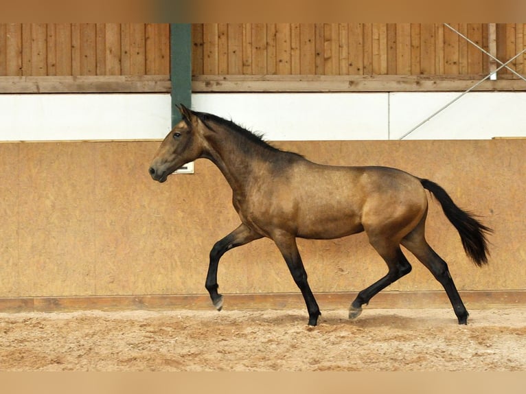 PRE Mix Stallion 1 year 16 hh Dun in Waldhölzbach