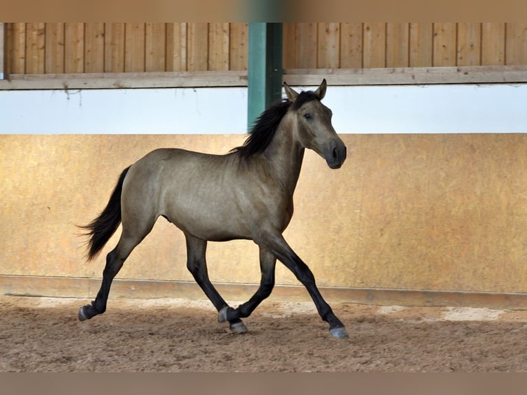 PRE Mix Stallion 1 year 16 hh Dun in Waldh&#xF6;lzbach