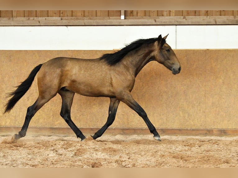 PRE Mix Stallion 1 year 16 hh Dun in Waldhölzbach