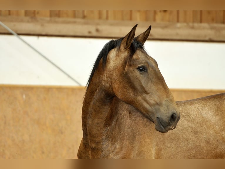 PRE Mix Stallion 1 year 16 hh Dun in Waldhölzbach