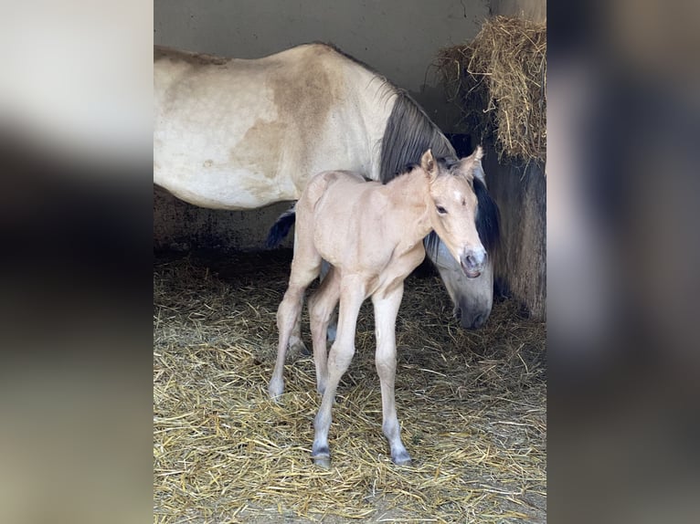 PRE Stallion 1 year 16 hh Dun in Gottfrieding
