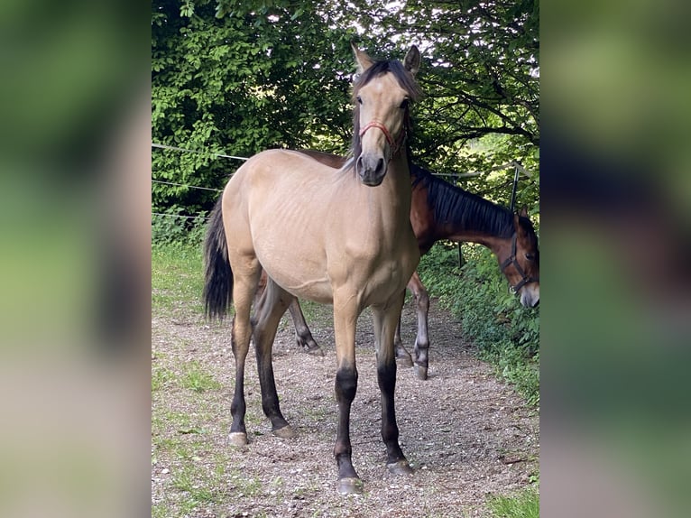 PRE Stallion 1 year 16 hh Dun in Gottfrieding