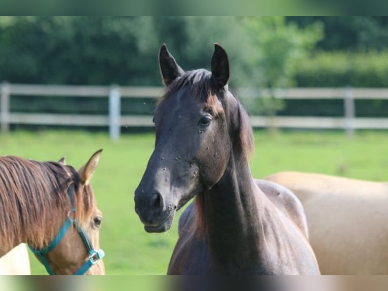 PRE Mix Stallion 1 year 16 hh Gray-Dark-Tan in Bibertal