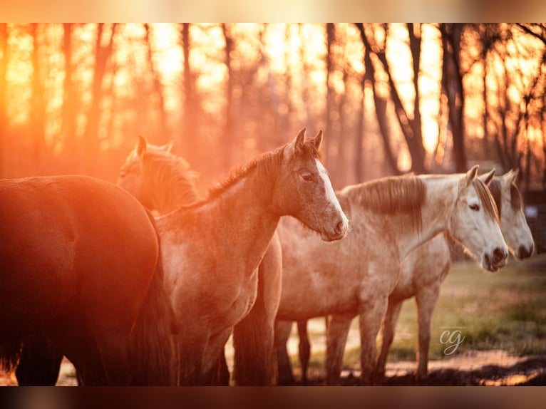 PRE Stallion 1 year 16 hh Gray in Lübbenau