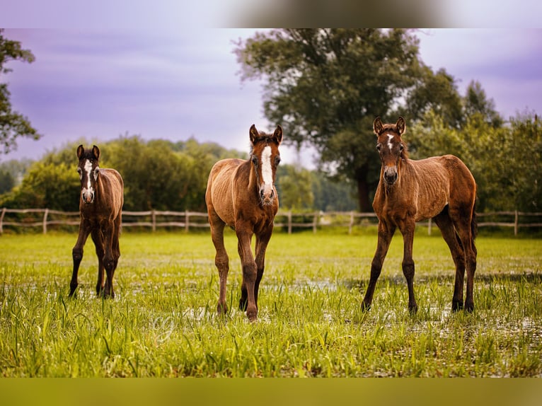 PRE Stallion 1 year 16 hh Gray in Lübbenau