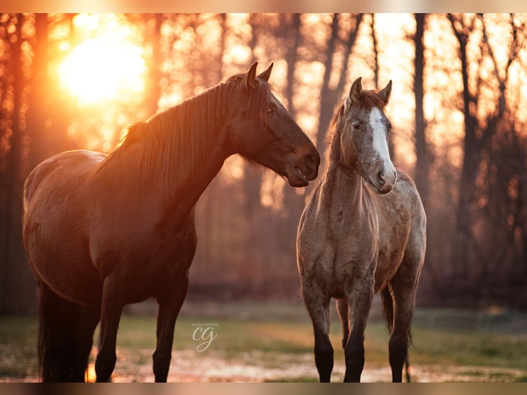 PRE Stallion 1 year 16 hh Gray in Lübbenau