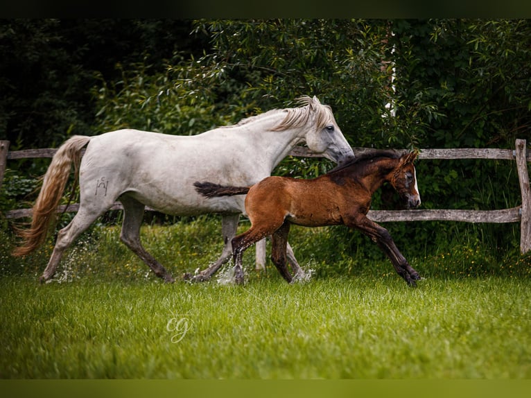 PRE Stallion 1 year 16 hh Gray in Lübbenau