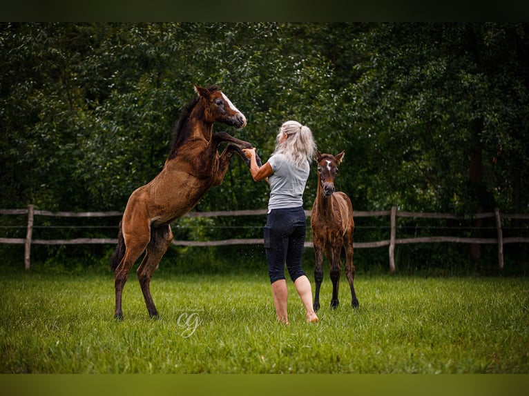 PRE Stallion 1 year 16 hh Gray in Lübbenau