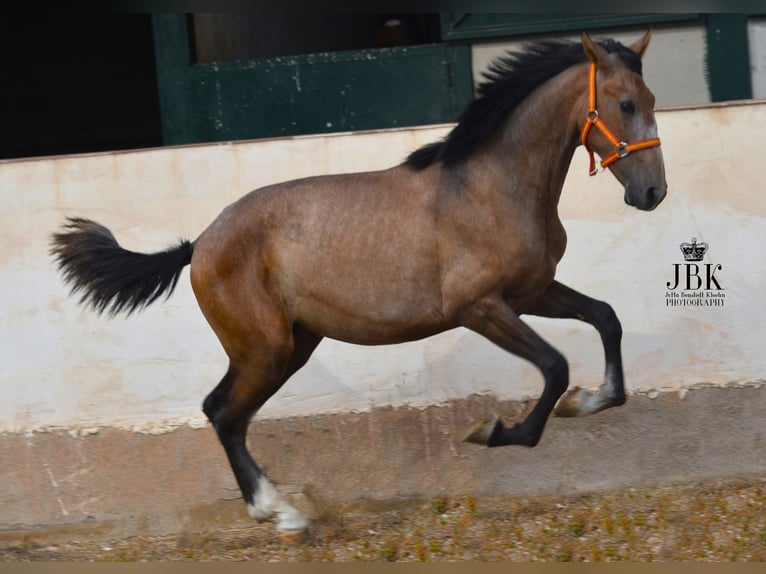 PRE Stallion 1 year 16 hh Gray-Red-Tan in Tabernas Almeria