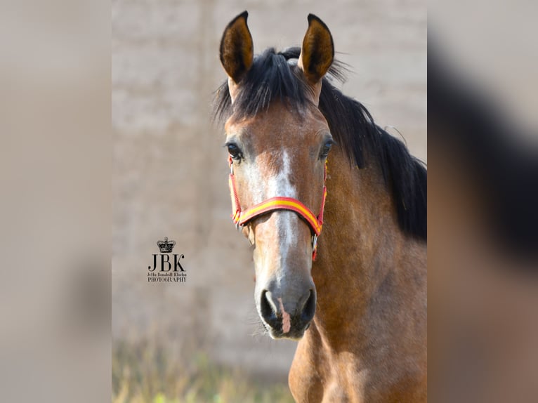 PRE Stallion 1 year 16 hh Gray-Red-Tan in Tabernas Almeria