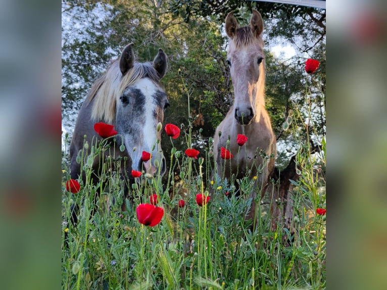 PRE Mix Stallion 1 year 16 hh Grey in Sagunt/Sagunto
