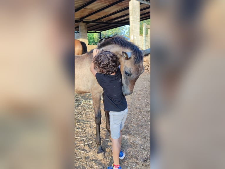 PRE Mix Stallion 1 year 16 hh Grey in Sagunt/Sagunto