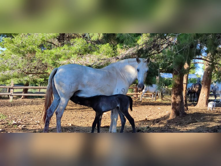 PRE Mix Stallion 1 year 16 hh Grey in Sagunt/Sagunto