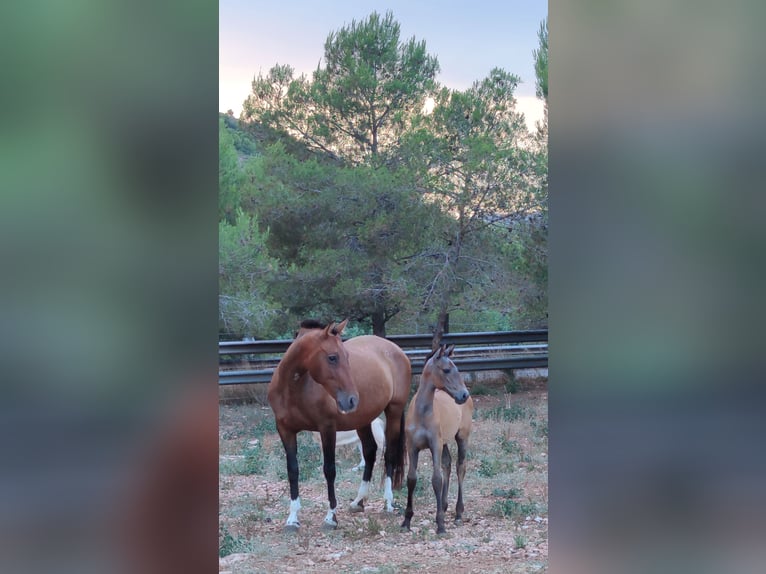 PRE Mix Stallion 1 year 16 hh Grey in Sagunt/Sagunto