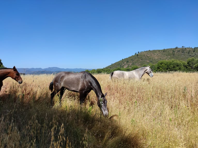 PRE Mix Stallion 1 year 16 hh Grey in Sagunt/Sagunto