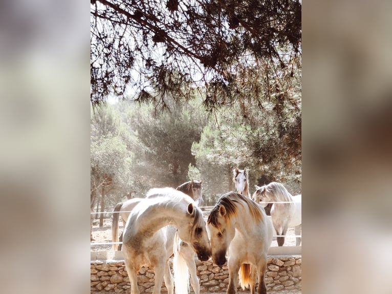 PRE Mix Stallion 1 year 16 hh Grey in Sagunt/Sagunto