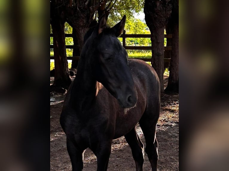 PRE Stallion 1 year 16 hh Grey in Boezinge