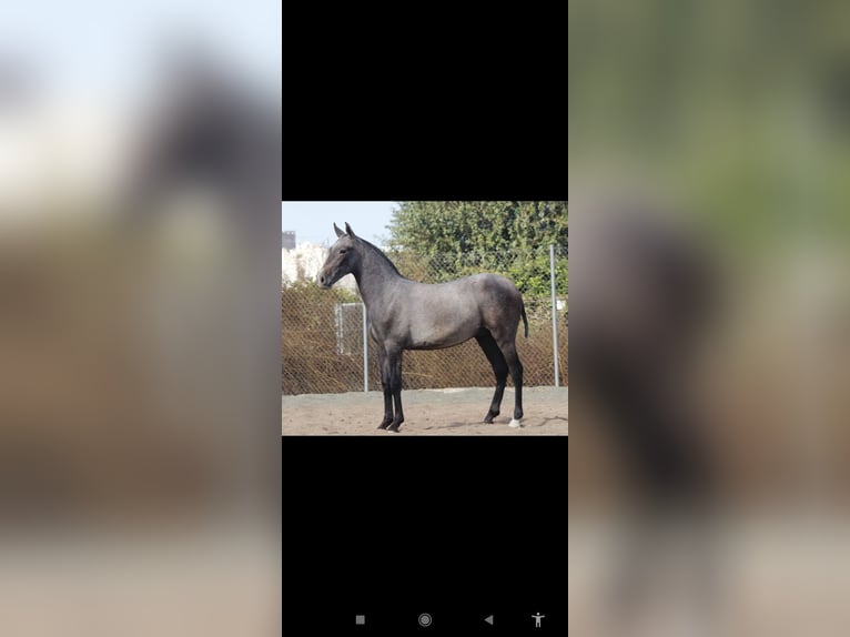 PRE Stallion 1 year 16 hh Grey in Murcia