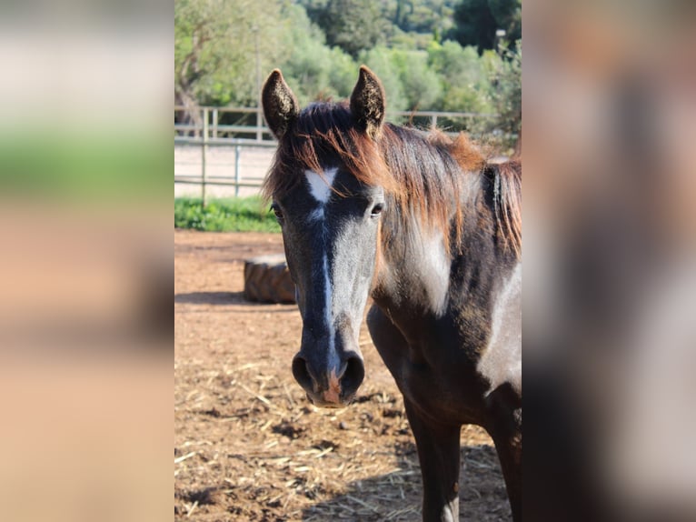 PRE Stallion 1 year 16 hh Grey in Felanitx