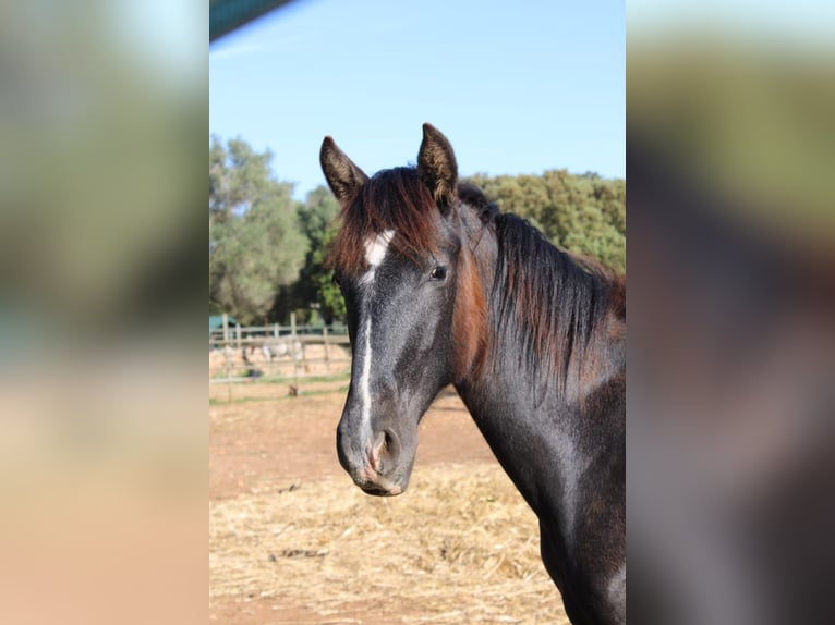 PRE Stallion 1 year 16 hh Grey in Felanitx