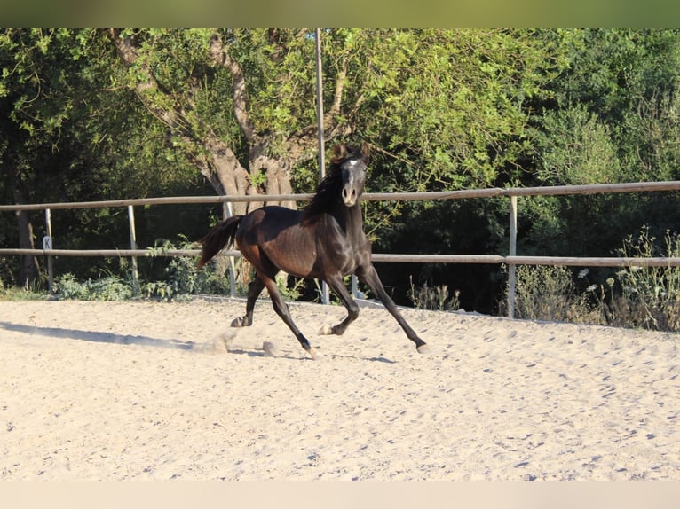 PRE Stallion 1 year 16 hh Grey in Felanitx