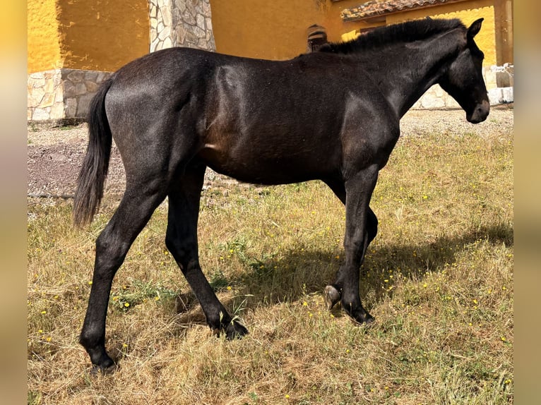 PRE Stallion 1 year 16 hh Grey in Jardinito, El (Cordoba) (Finca)