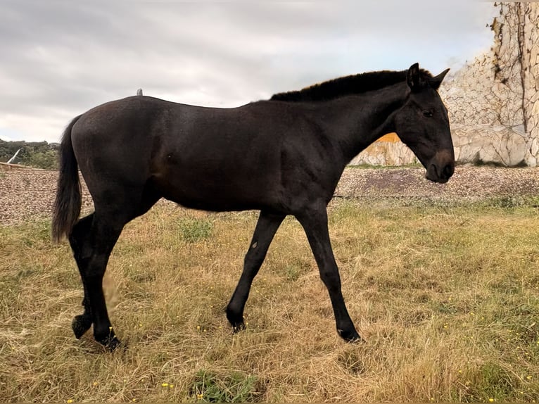 PRE Stallion 1 year 16 hh Grey in Jardinito, El (Cordoba) (Finca)