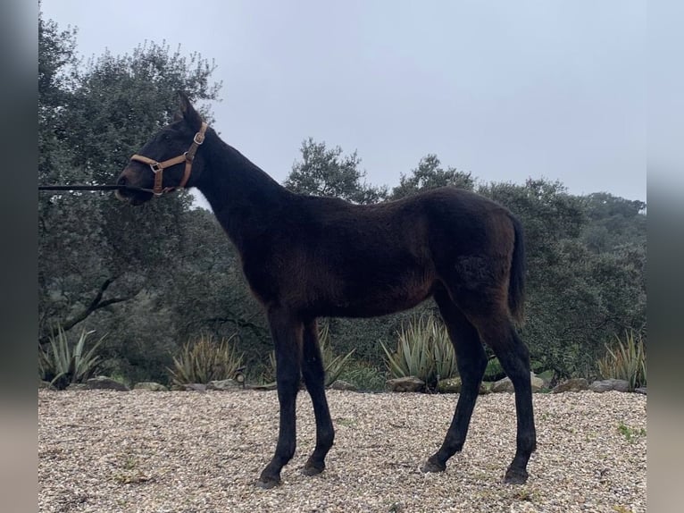 PRE Mix Stallion 1 year 16 hh Grey in Jardinito, El (Cordoba) (Finca)